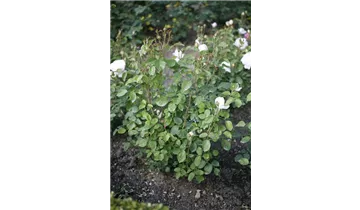 Rosa (Englische Rose) 'Glamis Castle'®