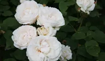 Rosa (Englische Rose) 'Glamis Castle'®