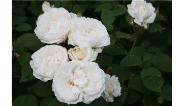 Rosa (Englische Rose) 'Glamis Castle'®