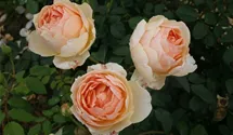 Rosa (Englische Rose) 'Jude the Obscure'®