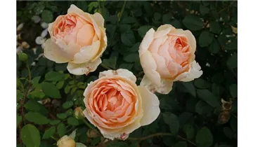 Rosa (Englische Rose) 'Jude the Obscure'®