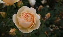 Rosa (Englische Rose) 'Jude the Obscure'®
