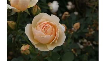 Rosa (Englische Rose) 'Jude the Obscure'®