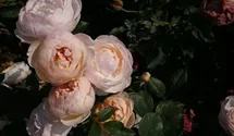 Rosa (Englische Rose) 'Jude the Obscure'®