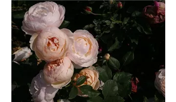 Rosa (Englische Rose) 'Jude the Obscure'®