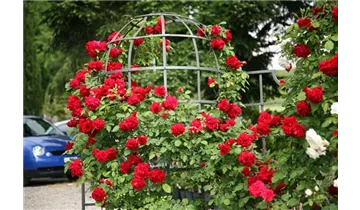 Rosa (Kletterrose) 'Rote Flamme'