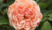 Rosa (Englische Rose) 'Pegasus'®