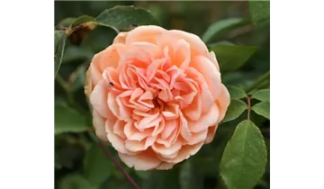 Rosa (Englische Rose) 'Pegasus'®