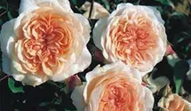Rosa (Englische Rose) 'Pegasus'®