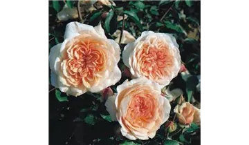 Rosa (Englische Rose) 'Pegasus'®