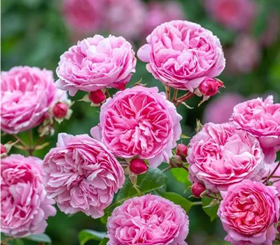 Rosa (Englische Rose) 'Penelope Lively'®