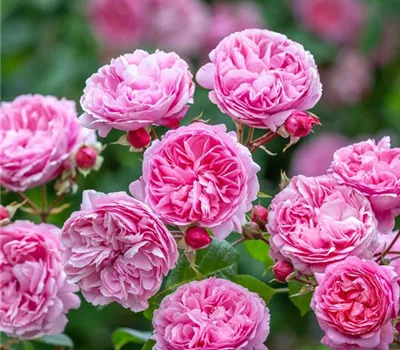 Rosa (Englische Rose) 'Penelope Lively'®