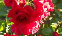 Rosa (Kletterrose) 'Rote Flamme'