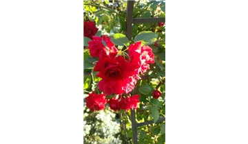 Rosa (Kletterrose) 'Rote Flamme'