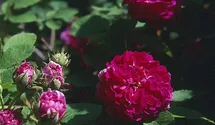 Syn. 'Old Spanish Rose'