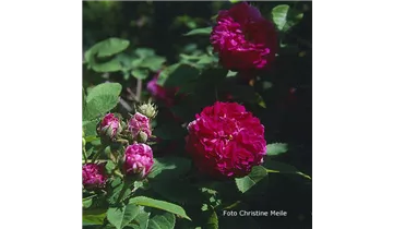 Syn. 'Old Spanish Rose'