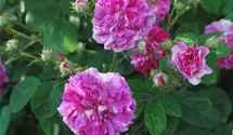 Syn. 'Old Spanish Rose'