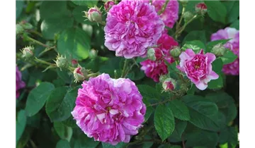 Syn. 'Old Spanish Rose'
