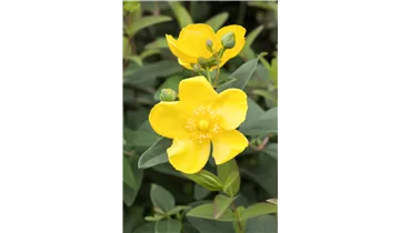 Johanniskraut