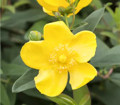 Hypericum 'Hidcote'