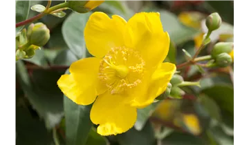 Johanniskraut