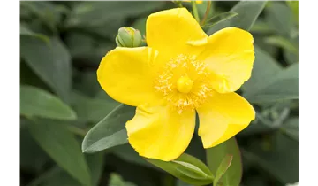 Johanniskraut