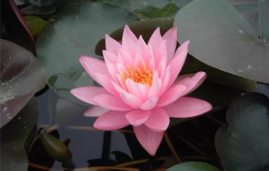 Nymphaea 'Rosennymphe'