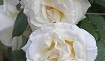 Rosa (Kletterrose) 'Schneewalzer'®