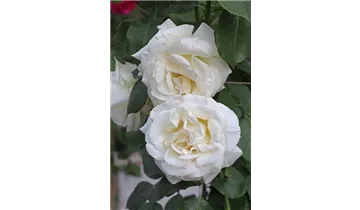 Rosa (Kletterrose) 'Schneewalzer'®