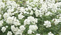 Rosa (Kletterrose) 'Seagull'