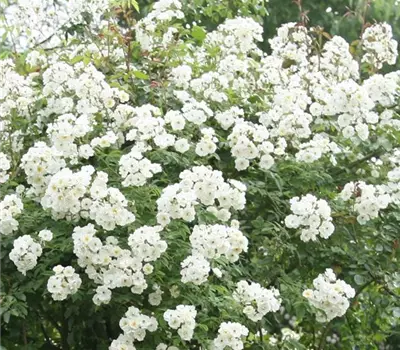 Rosa (Kletterrose) 'Seagull'