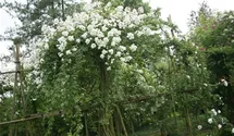 Rosa (Kletterrose) 'Seagull'