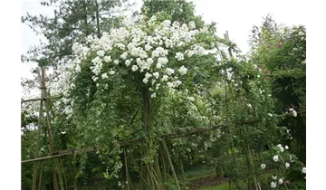 Rosa (Kletterrose) 'Seagull'
