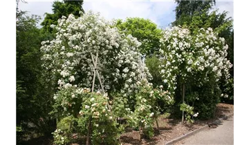 Rosa (Kletterrose) 'Seagull'