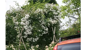 Rosa (Kletterrose) 'Seagull'