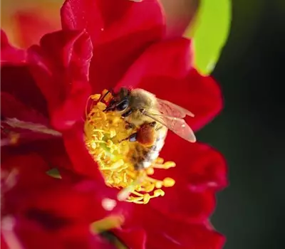 Rosa (Bodendeckerrose) 'Bienenweide® Rot'