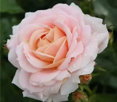 Rosa (Floribundarose) 'Cremosa'®