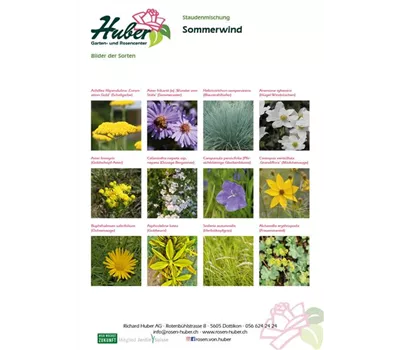 Staudenmischung Sommerwind Staudenmischung Sommerwind