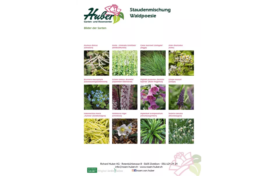 Staudenmischung 2 Waldpoesie Titelbild.jpg