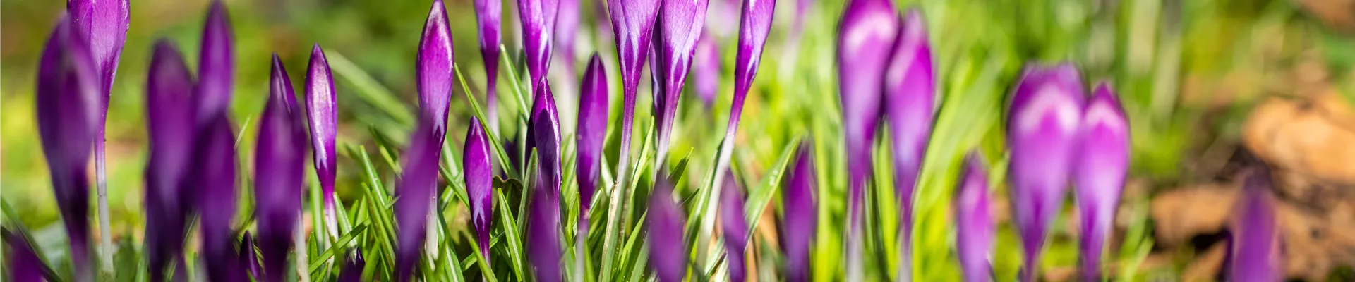 Crocus vernus, violett