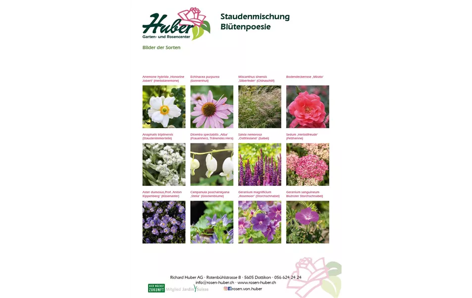 Staudenmischung 3 Blütenpoesie Titelbild.jpg