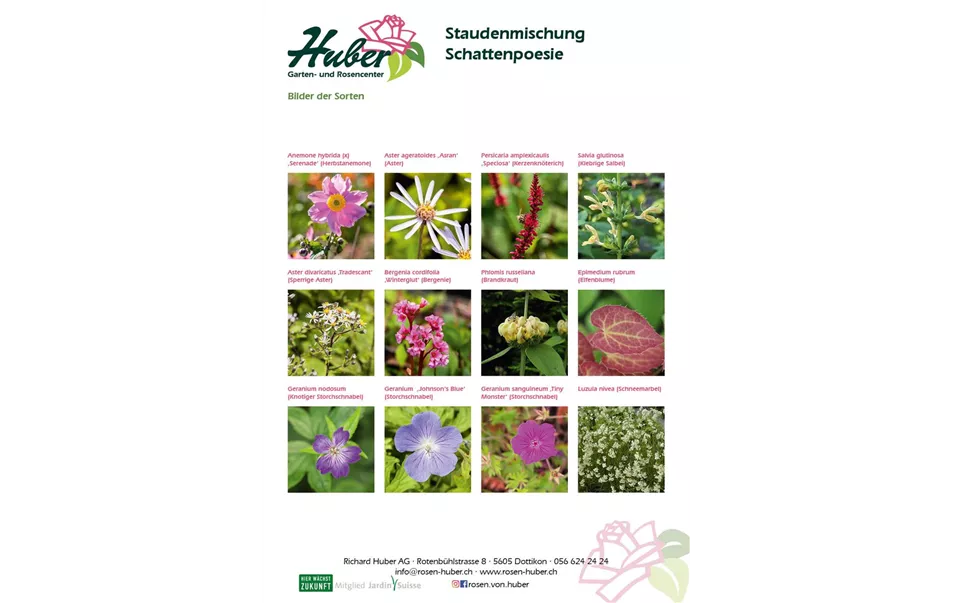 Staudenmischung 5 Schattenpoesie Titelbild.jpg
