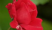 Rosa (Kletterrose) 'Sympathie'®