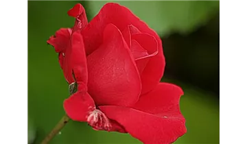 Rosa (Kletterrose) 'Sympathie'®