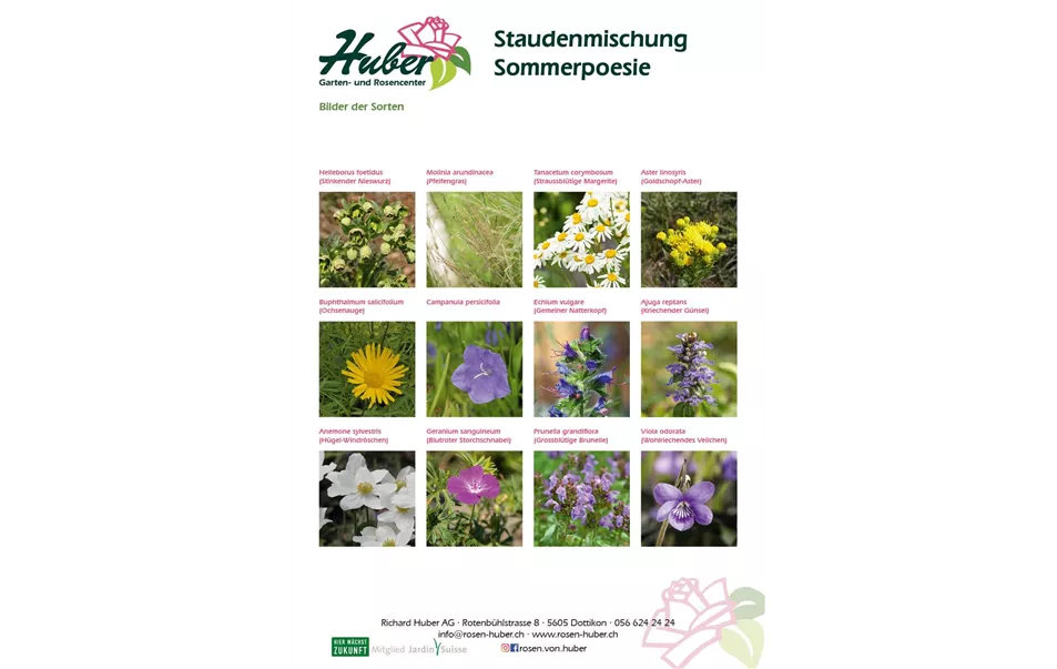 Staudenmischung 6 Sommerpoesie Titelbild.jpg