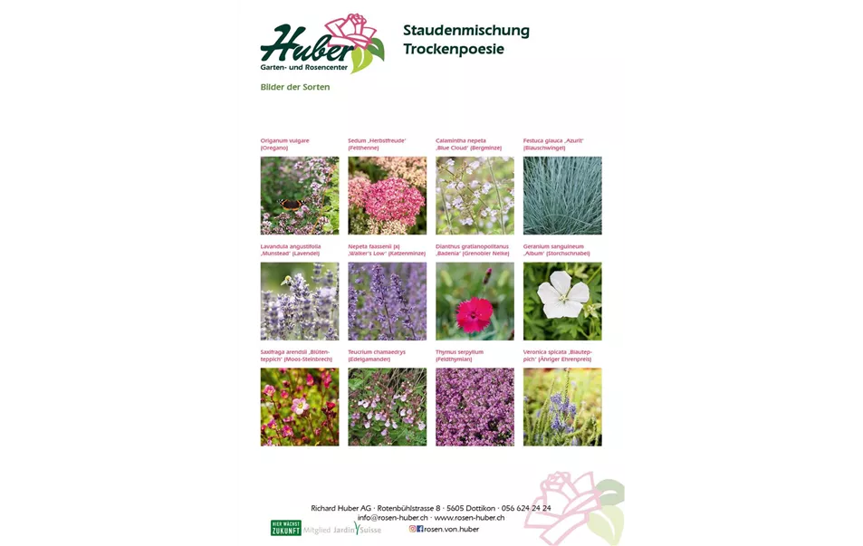 Staudenmischung 9 Trockenpoesie Titelbild.jpg