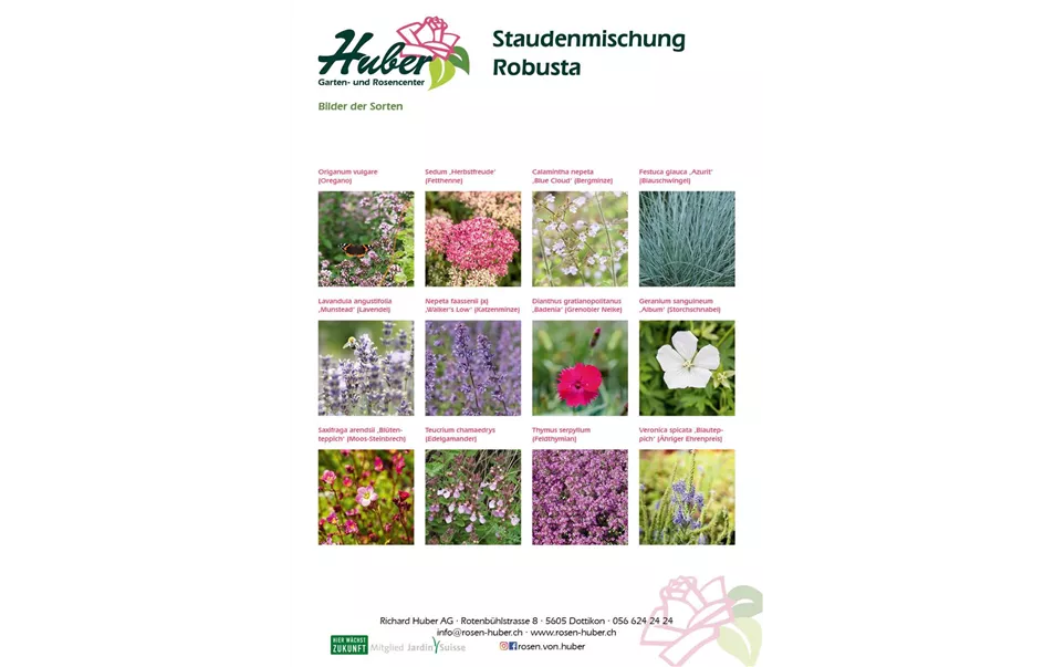 Staudenmischung 10 Robusta Titelbild.jpg