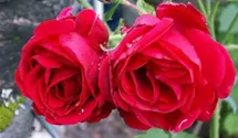 Rosa (Kletterrose) 'Sympathie'®