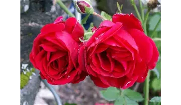 Rosa (Kletterrose) 'Sympathie'®