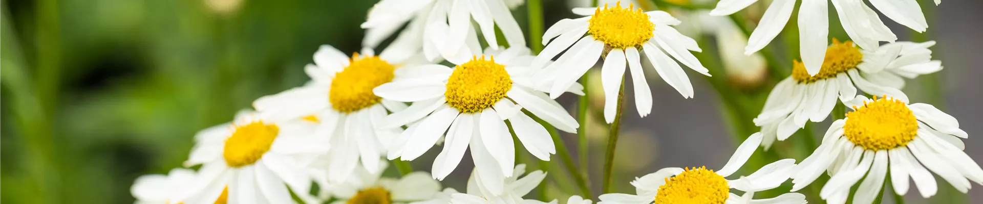 Tanacetum corymbosum